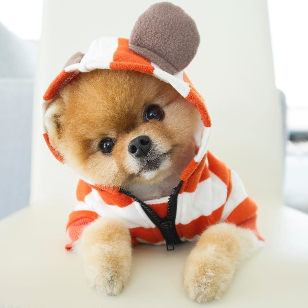 Cute Jiffpom Wallpapers