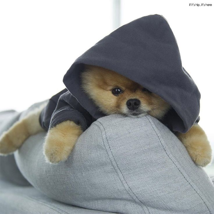 Cute Jiffpom Wallpapers