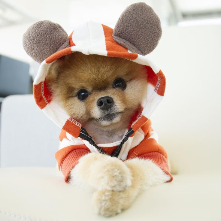 Cute Jiffpom Wallpapers