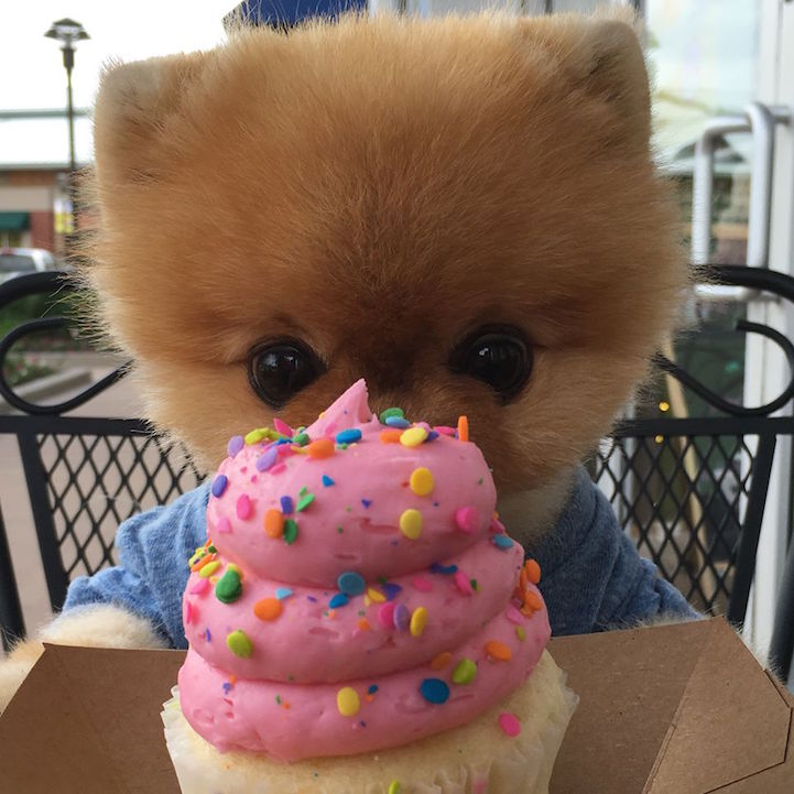 Cute Jiffpom Wallpapers