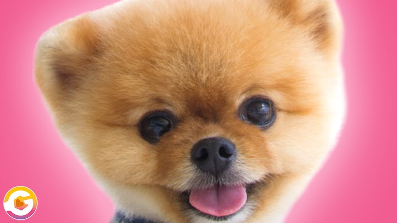 Cute Jiffpom Wallpapers