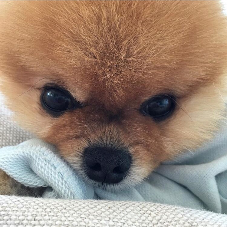 Cute Jiffpom Wallpapers