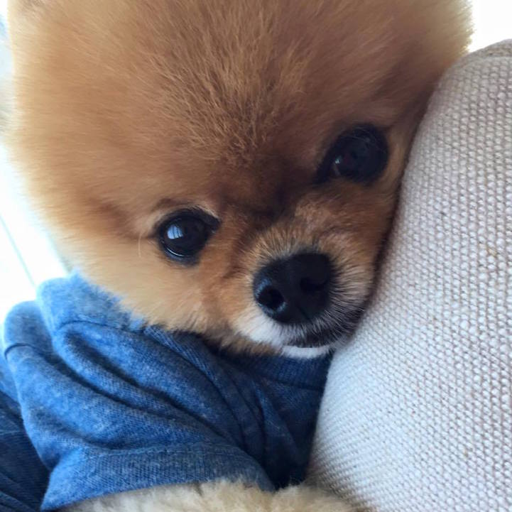 Cute Jiffpom Wallpapers