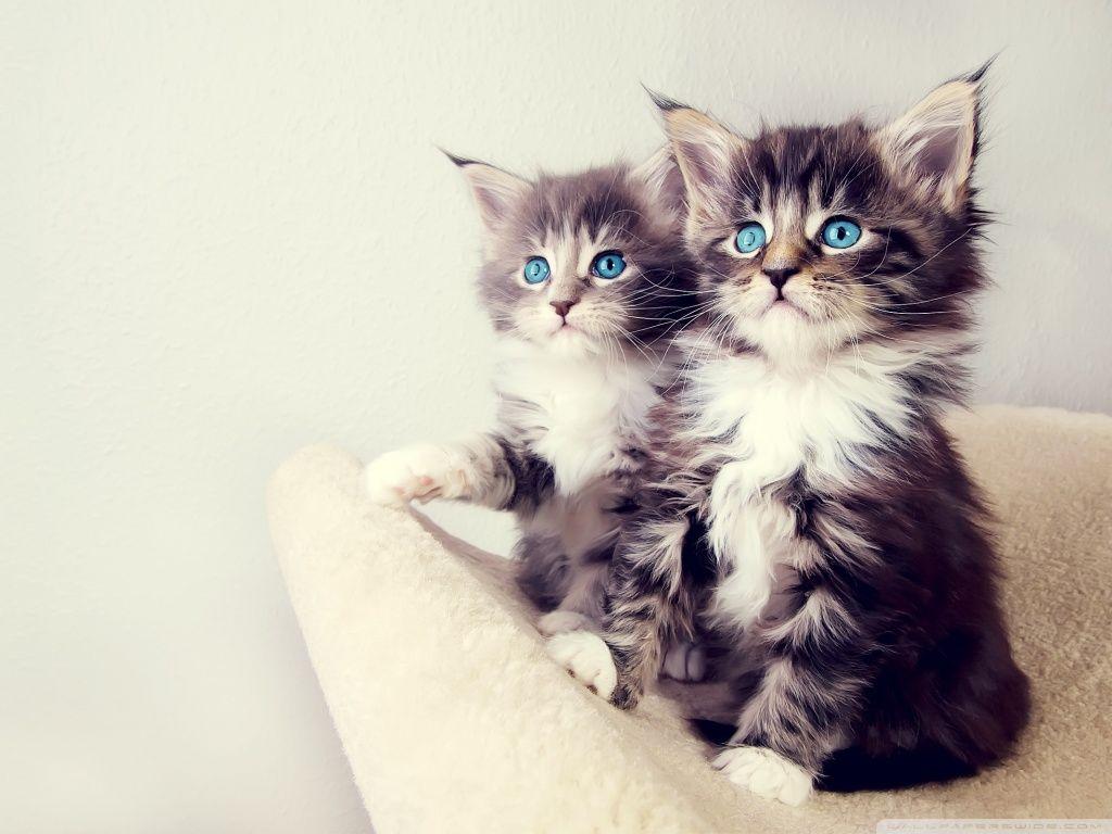 Cute KittiesWallpapers