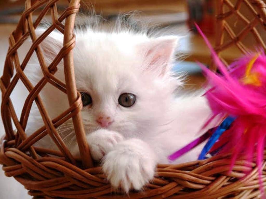 Cute KittiesWallpapers