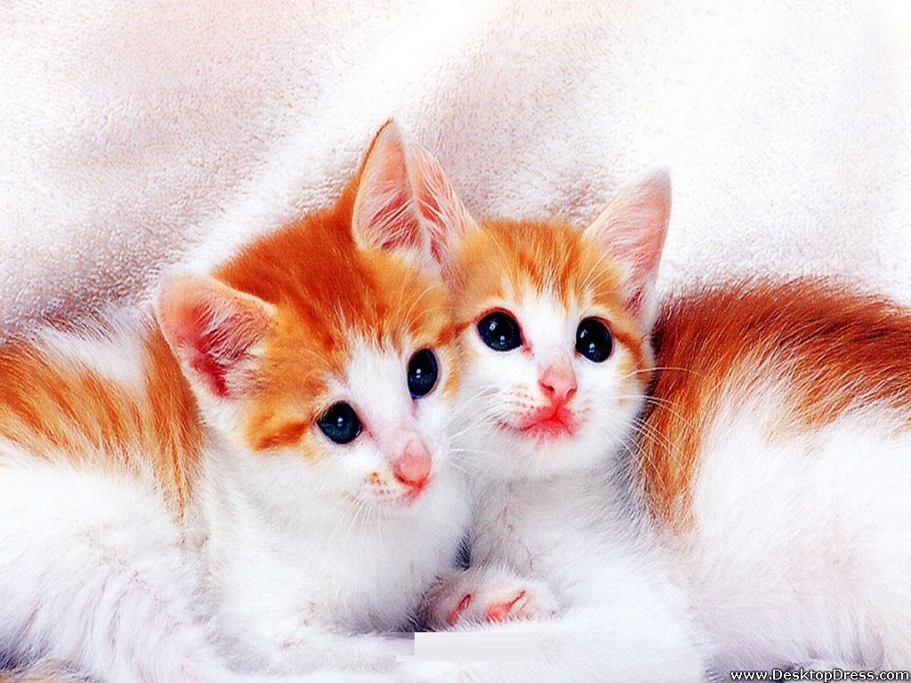 Cute KittiesWallpapers
