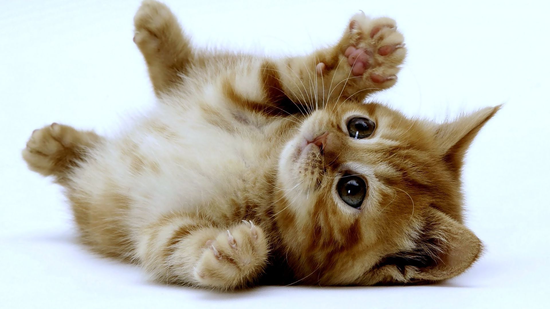 Cute Kitty  Wallpapers