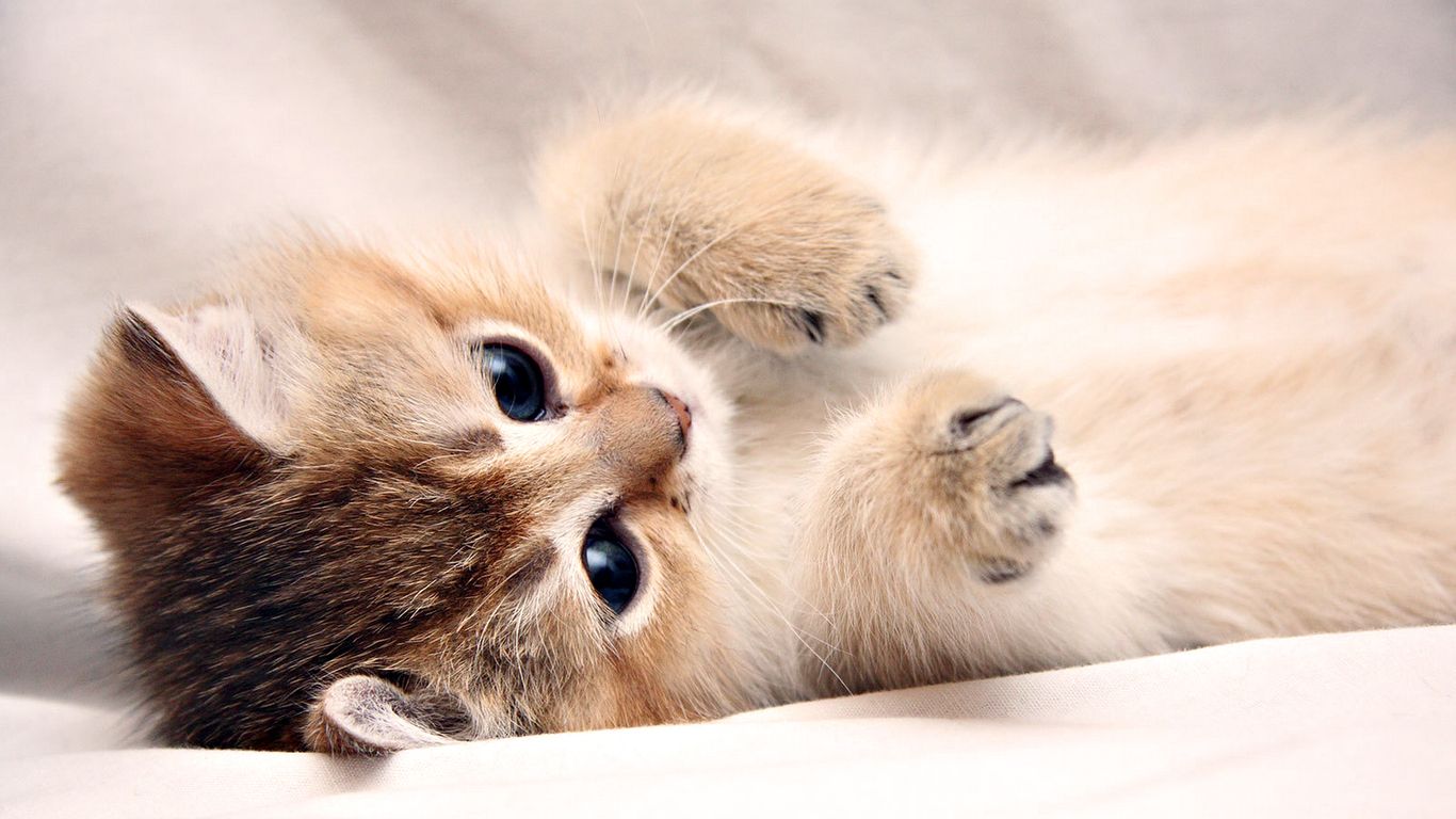 Cute Kitty  Wallpapers