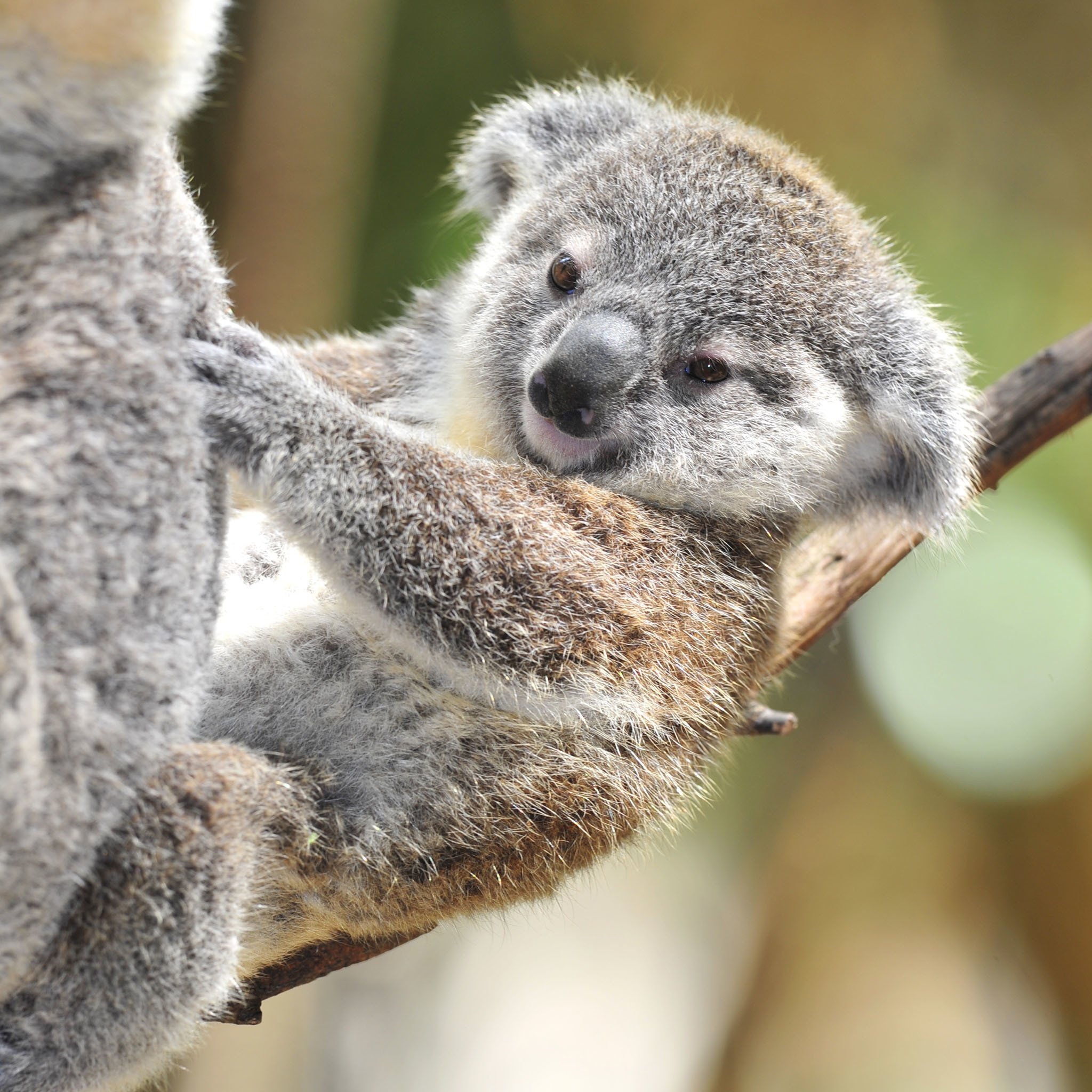 Cute Koala Wallpapers