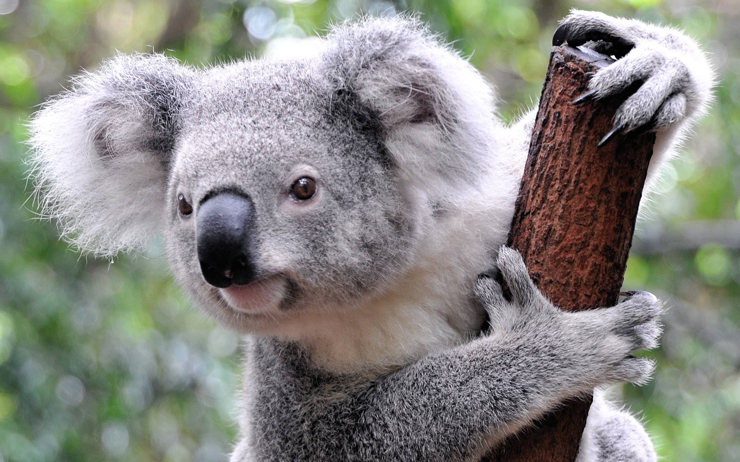 Cute Koala Wallpapers