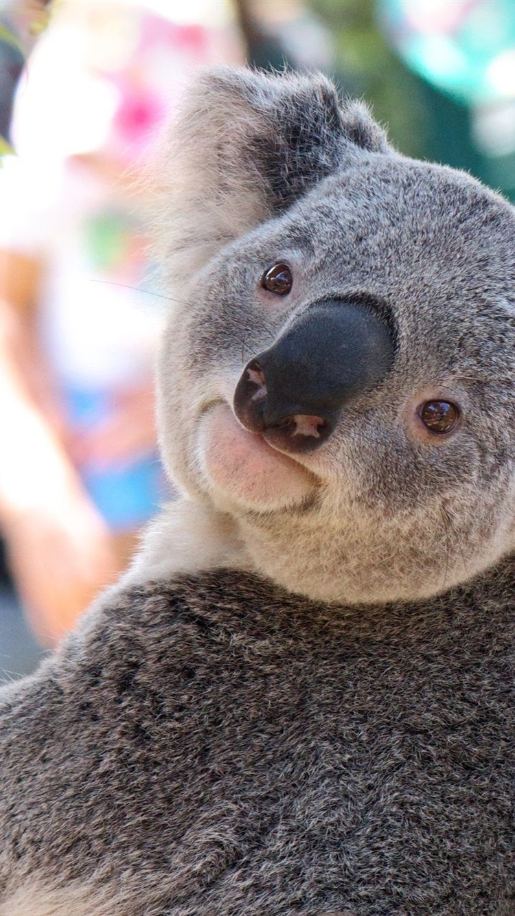 Cute Koala Hd IphoneWallpapers