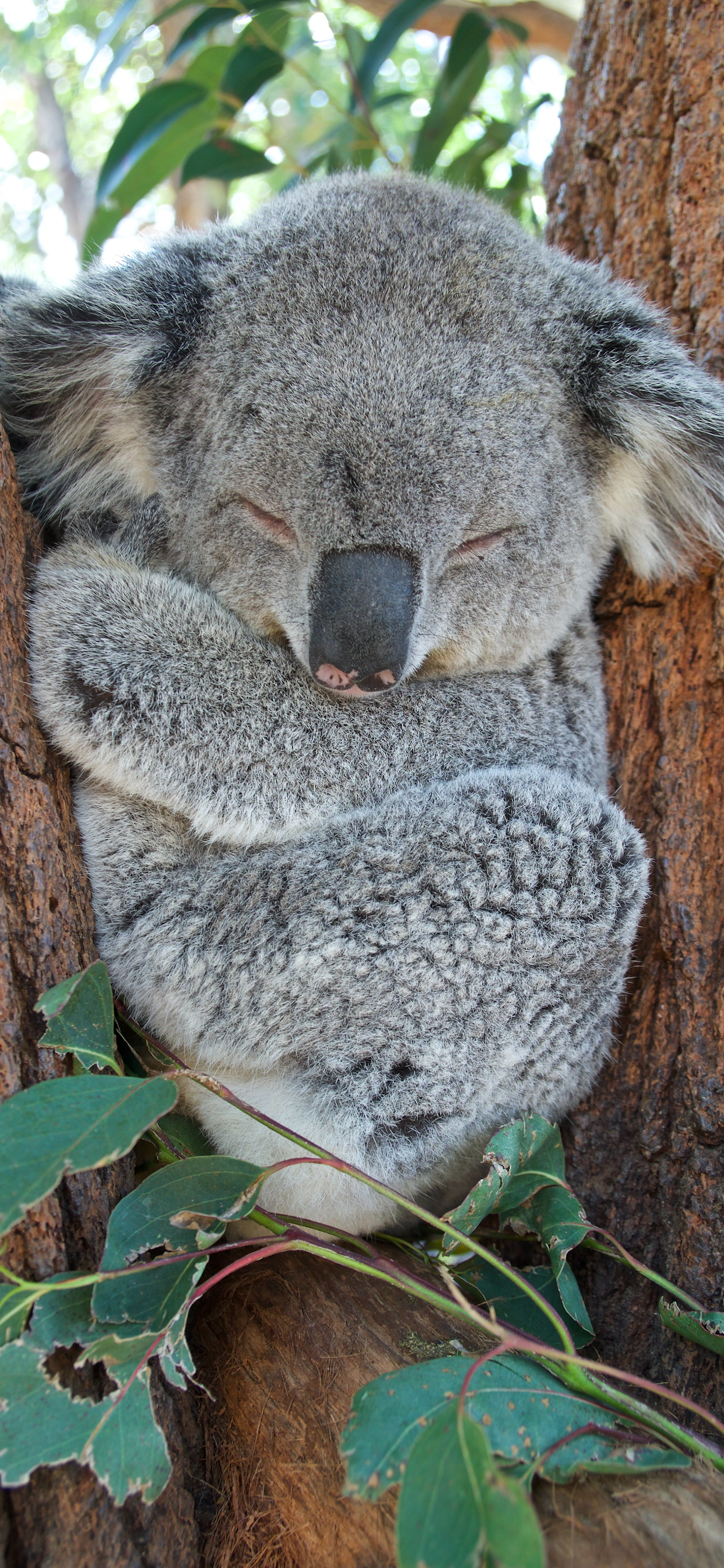 Cute Koala Hd IphoneWallpapers