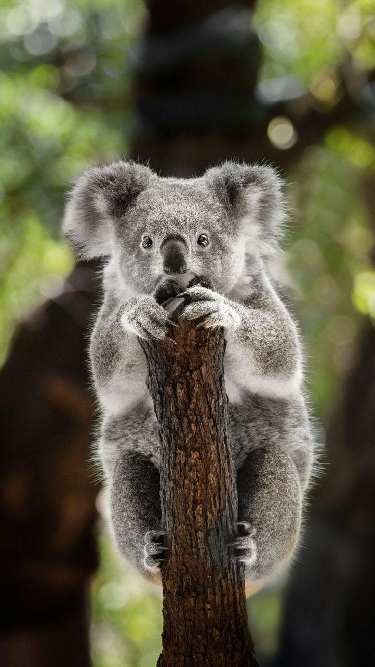 Cute Koala Hd IphoneWallpapers