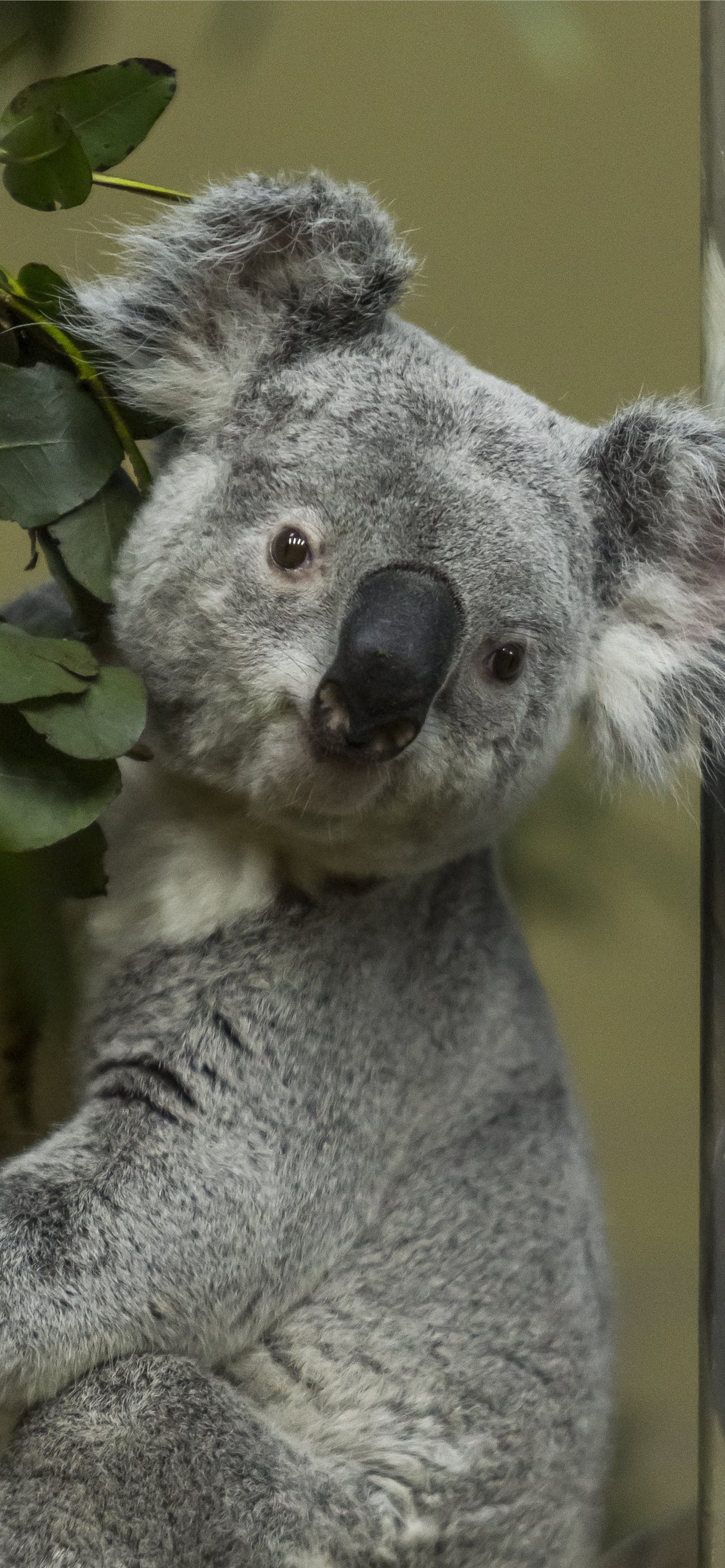 Cute Koala Hd IphoneWallpapers