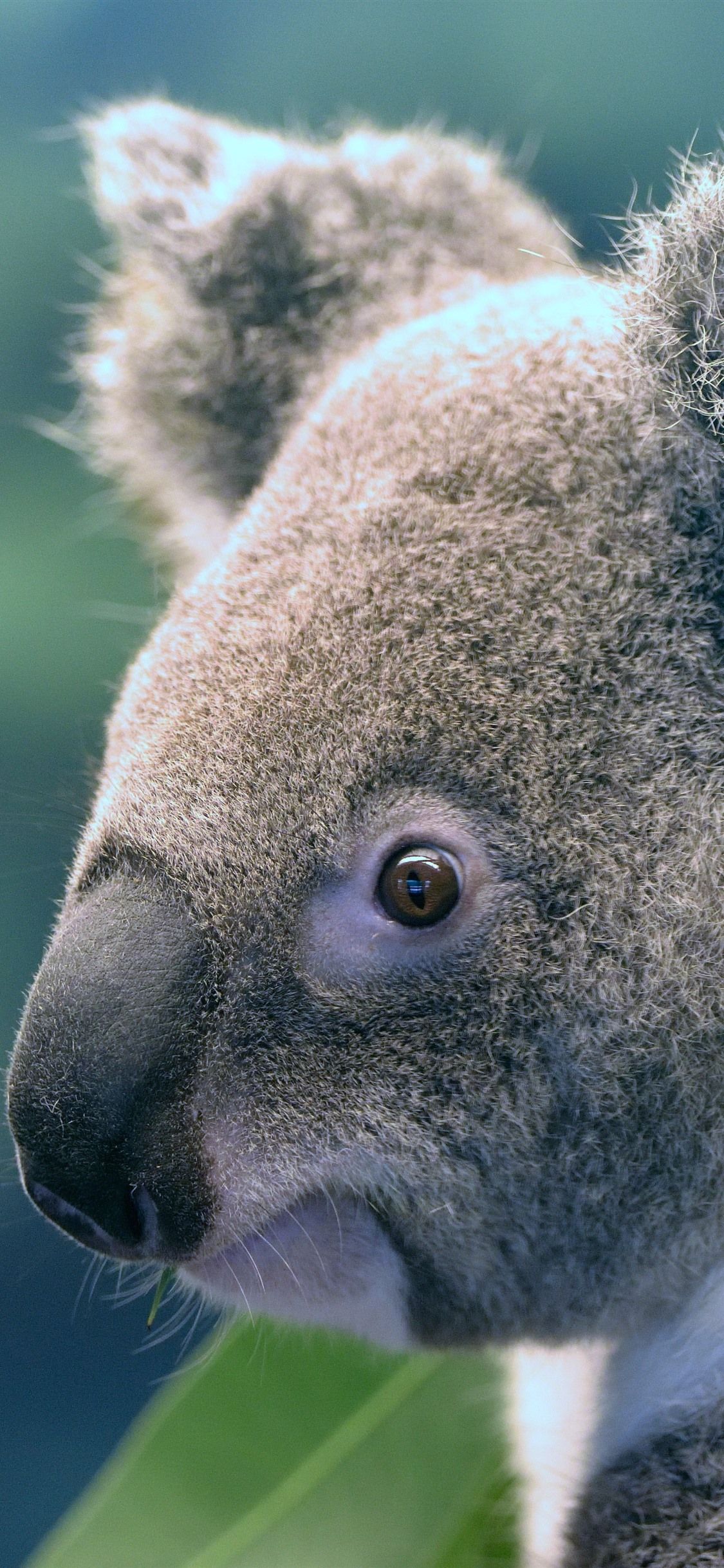 Cute Koala Hd IphoneWallpapers
