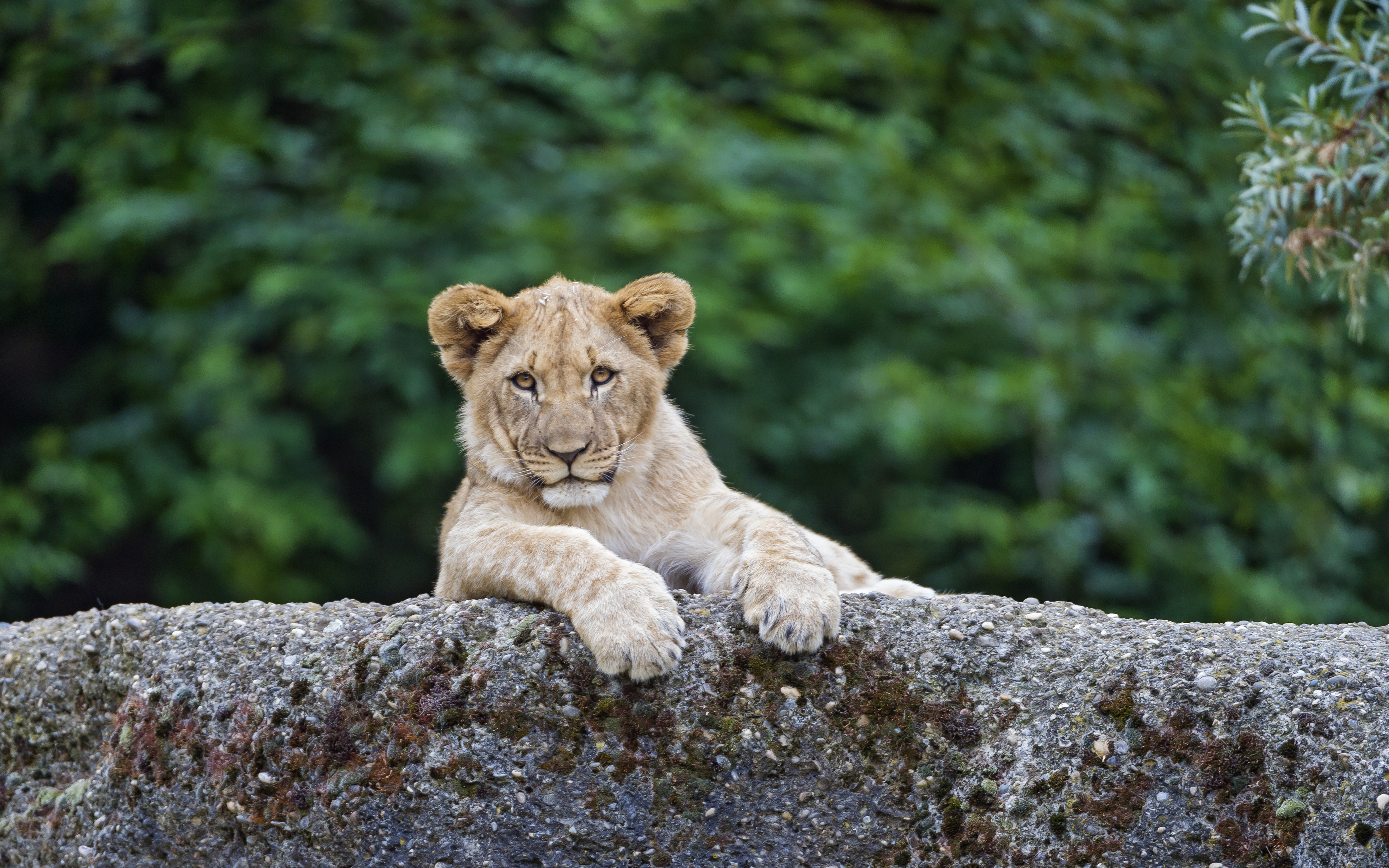 Cute Lion Wallpapers