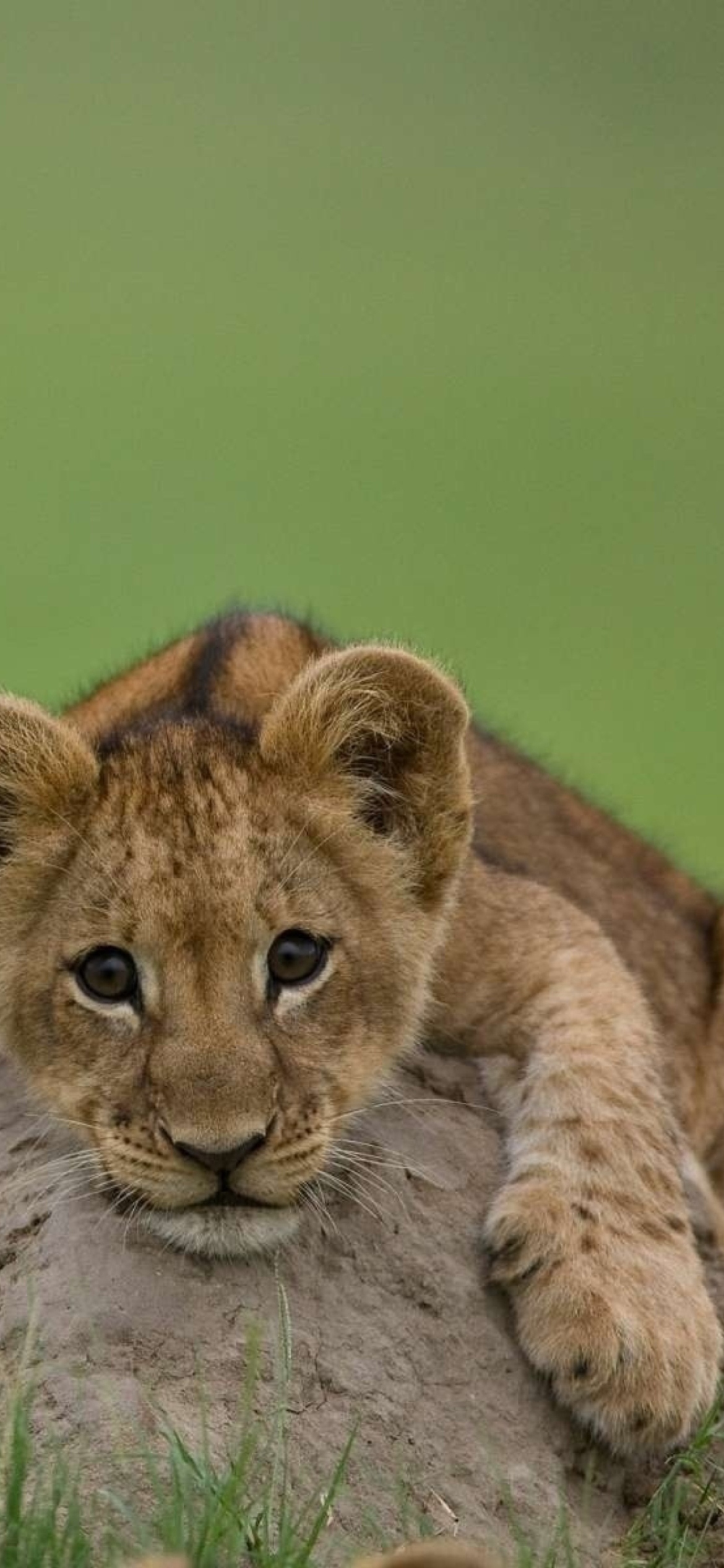 Cute Lion Wallpapers