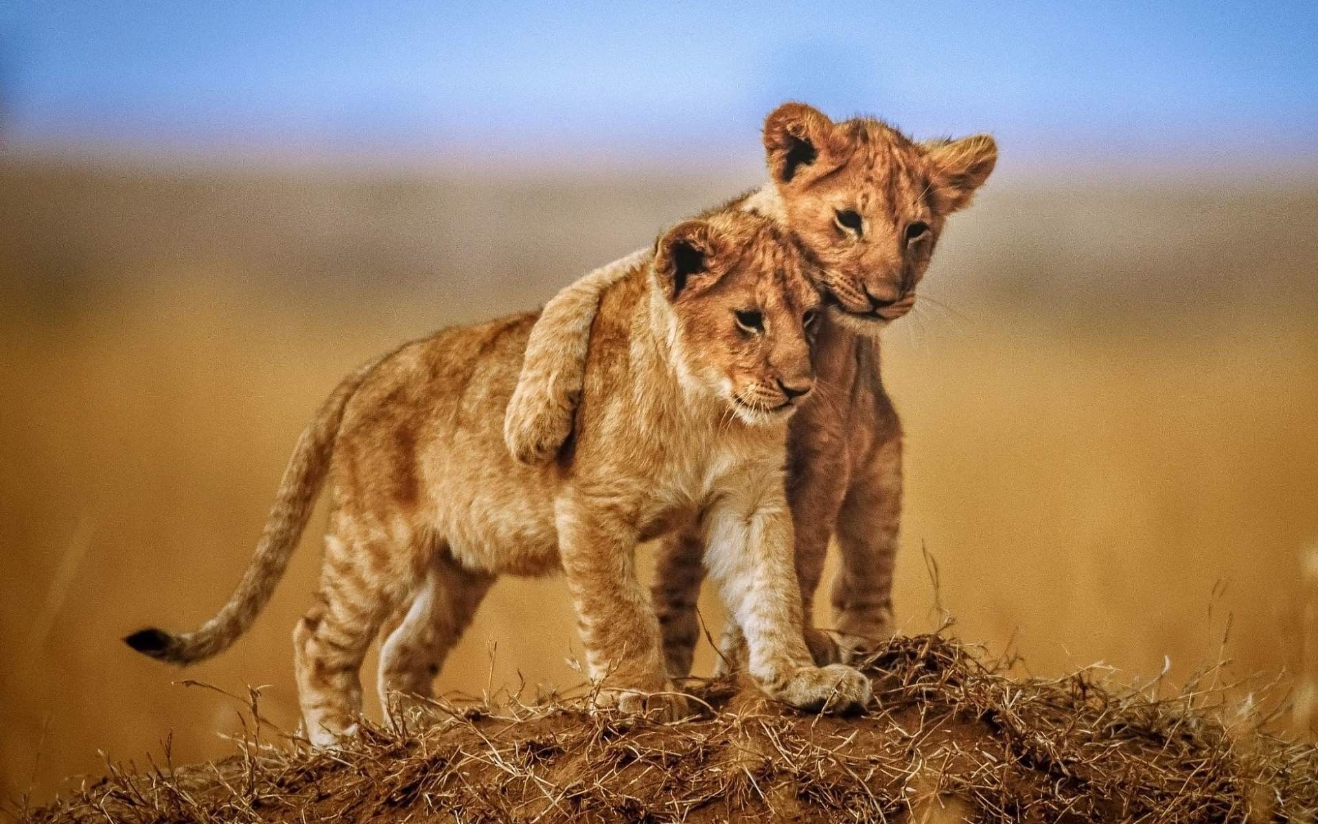 Cute Lion Cubs Wallpapers