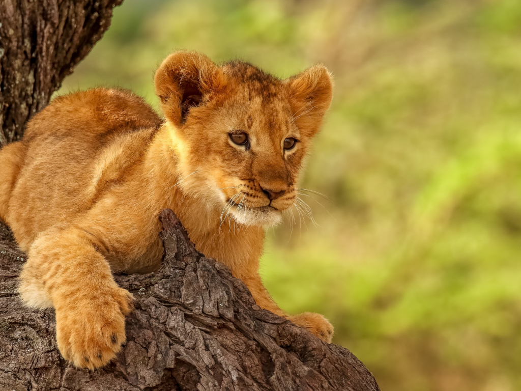 Cute Lion Cubs Wallpapers