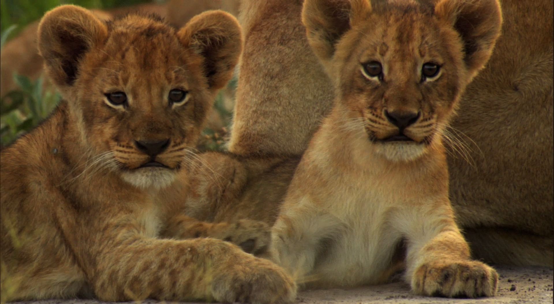 Cute Lion Cubs Wallpapers