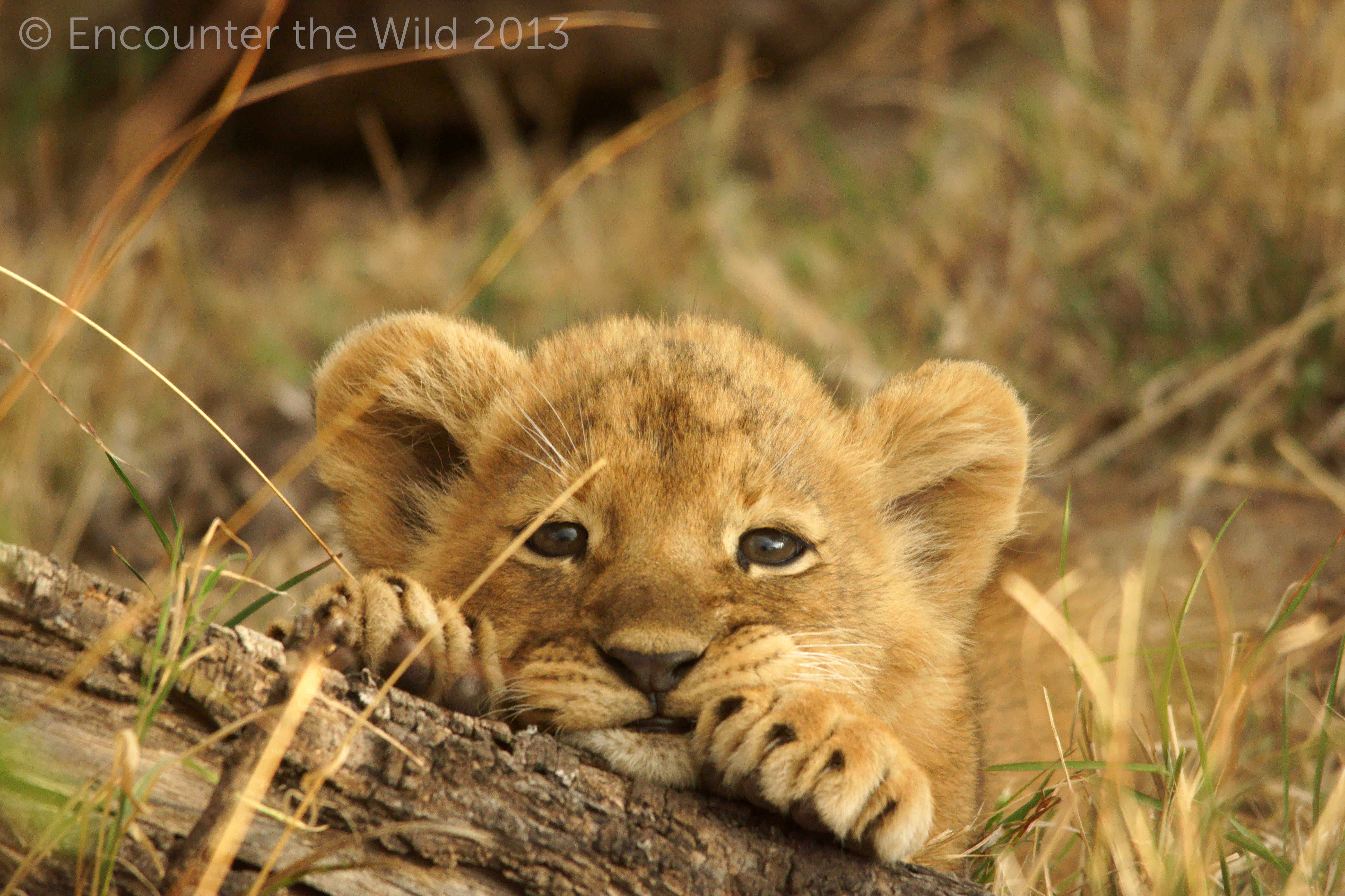 Cute Lion Cubs Wallpapers