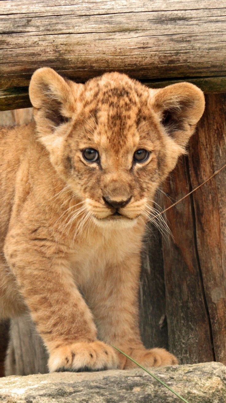 Cute Lion Cubs Wallpapers