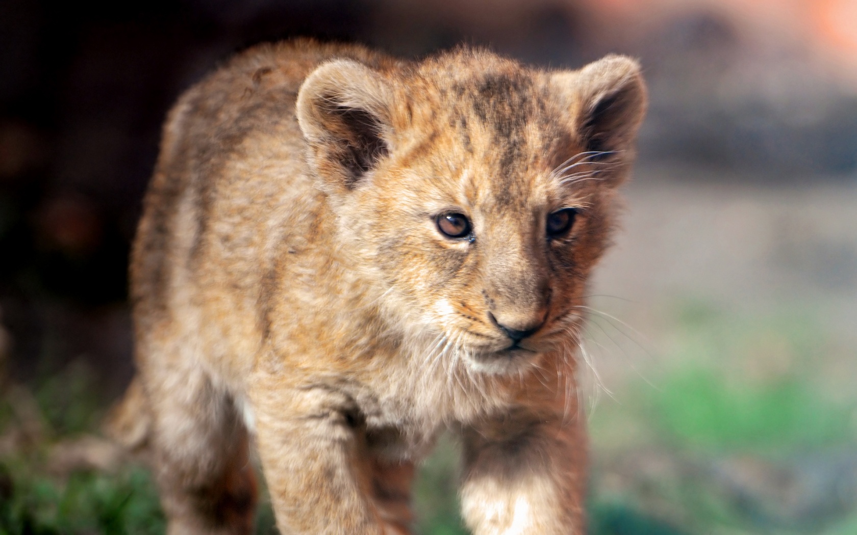 Cute Lion Cubs Wallpapers