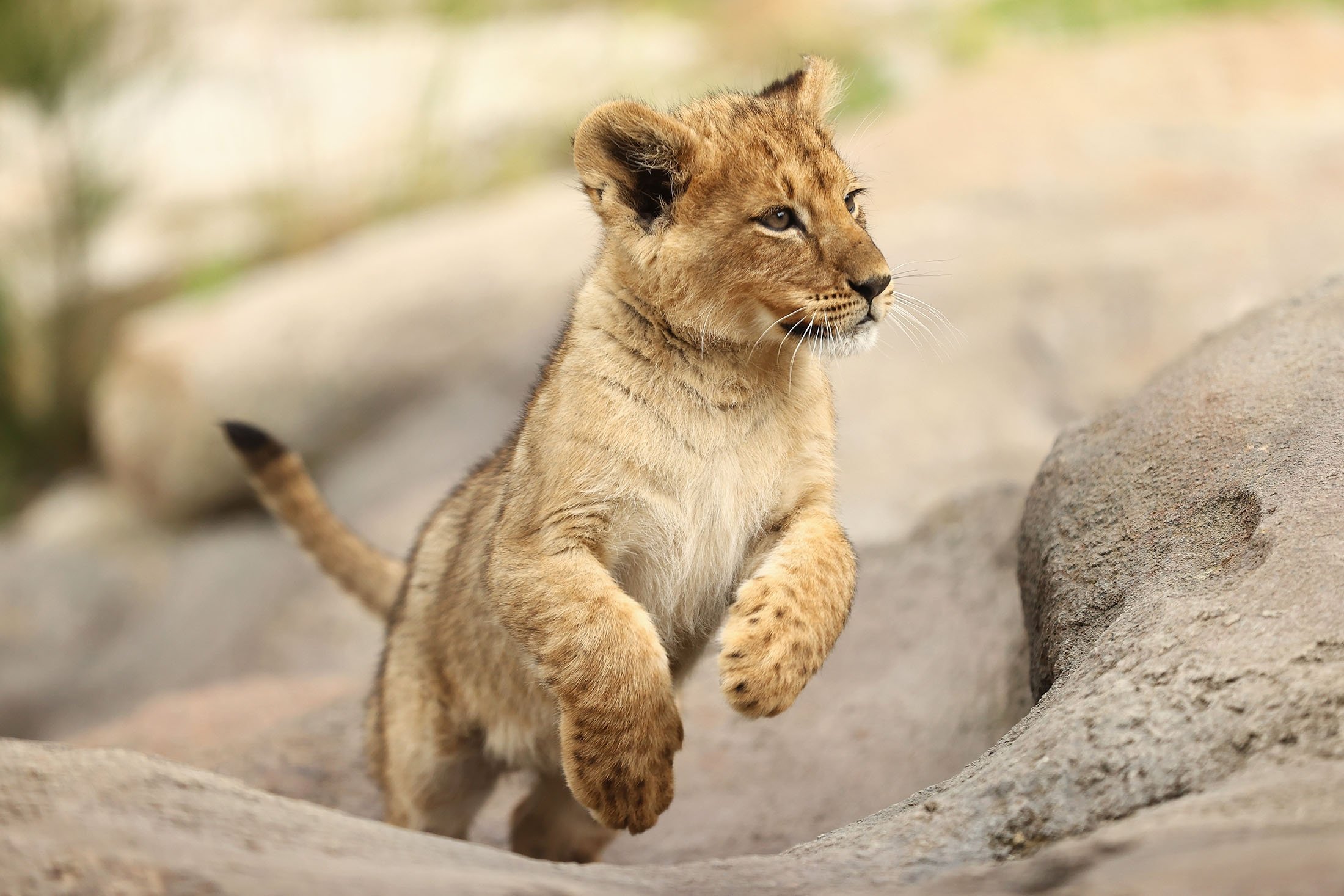 Cute Lion Cubs Wallpapers