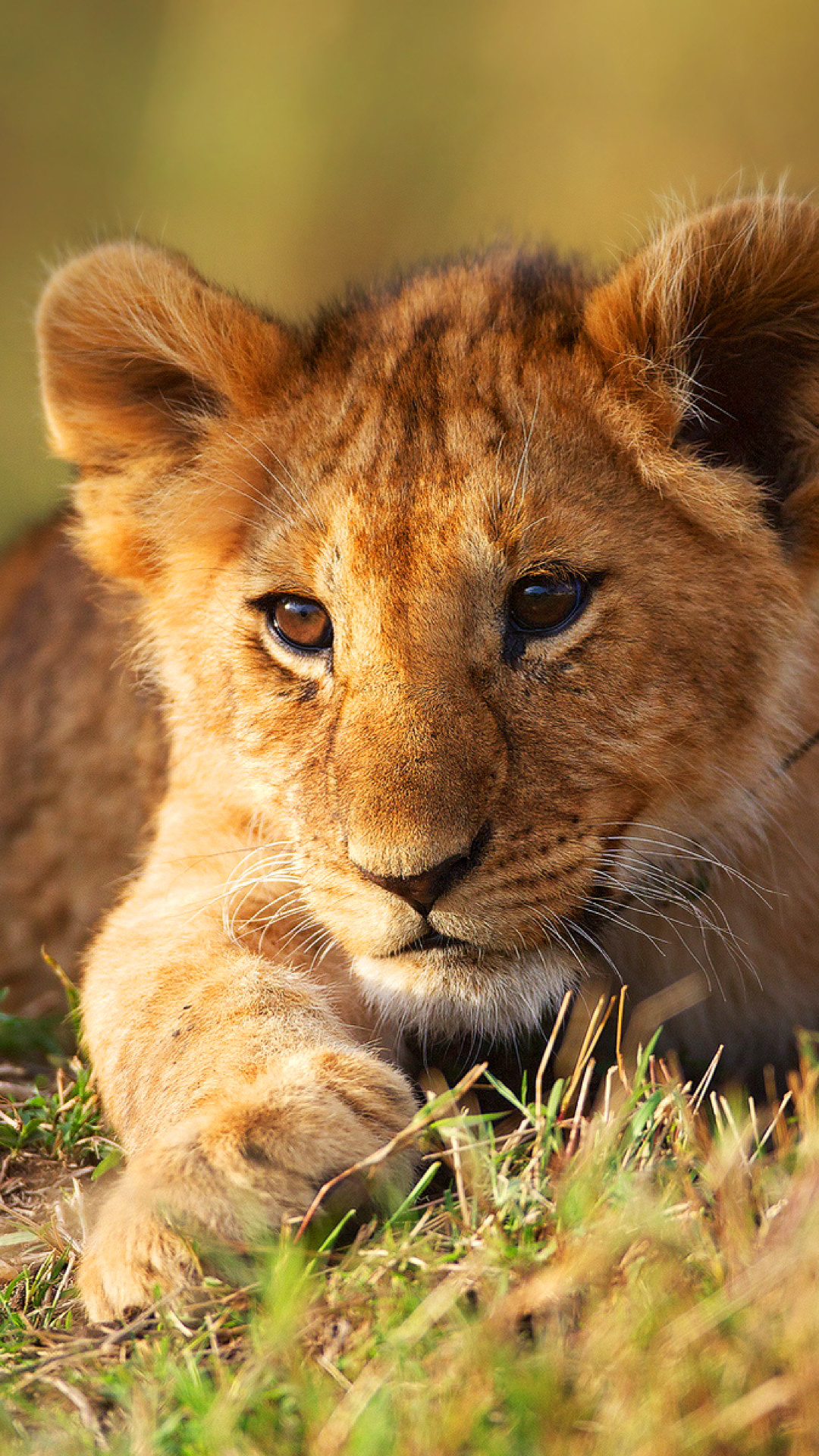 Cute Lion Cubs Wallpapers