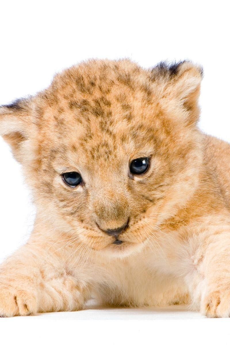 Cute Lion Cubs Wallpapers