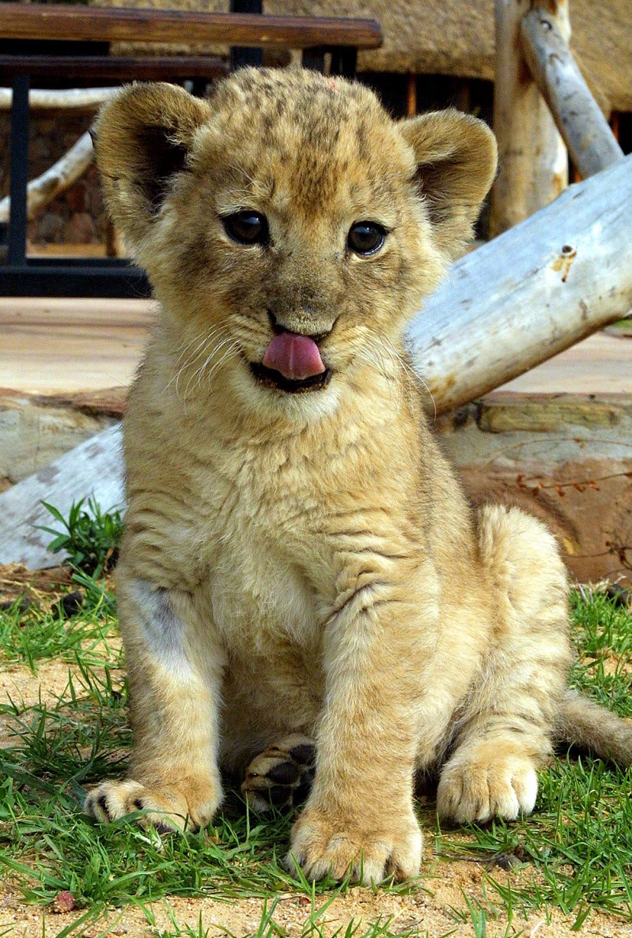 Cute Lion Cubs Wallpapers