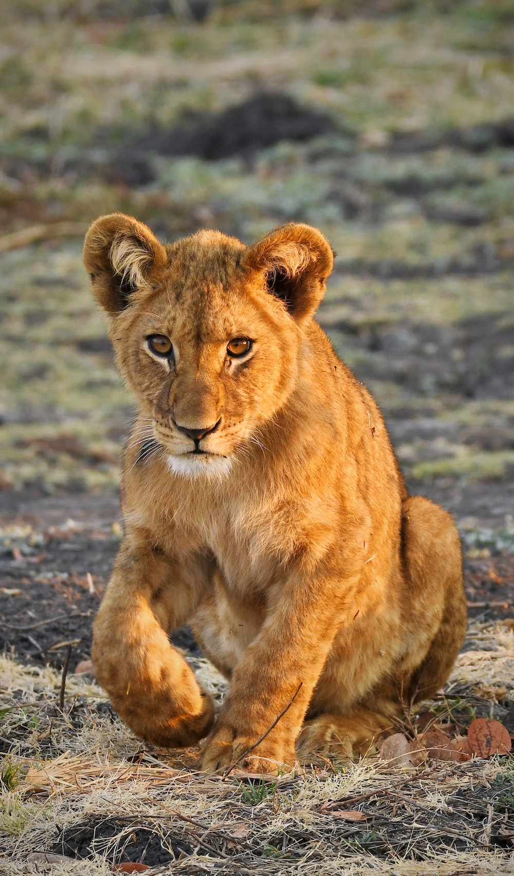 Cute Lion Cubs Wallpapers