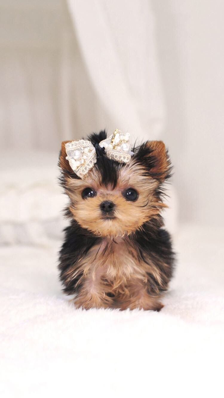 Cute Little Puppies Wallpapers