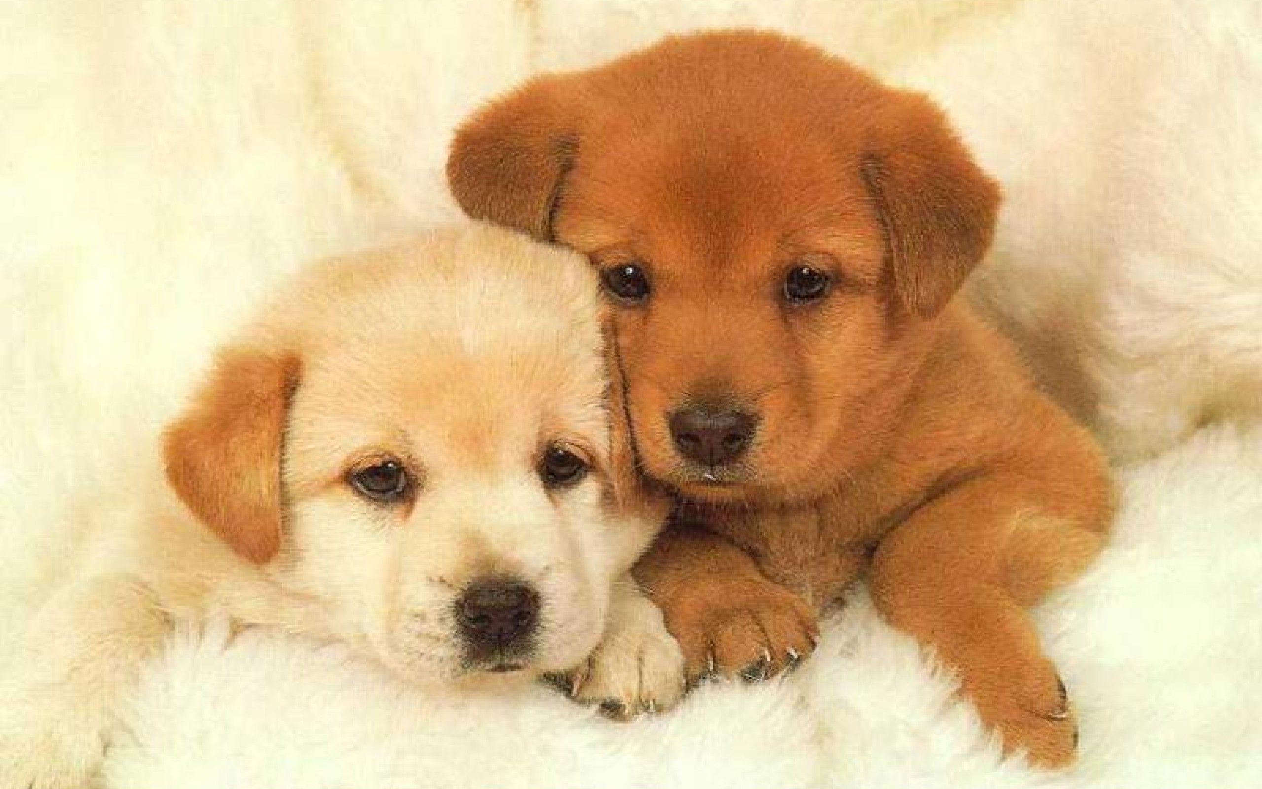 Cute Little Puppies Wallpapers