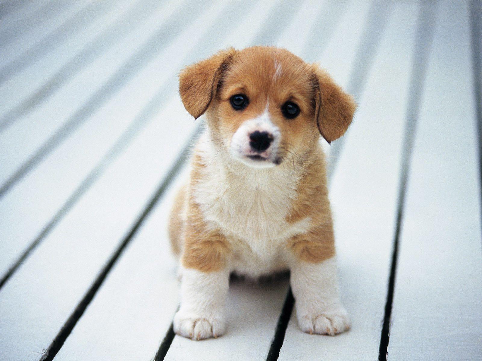 Cute Little Puppies Wallpapers