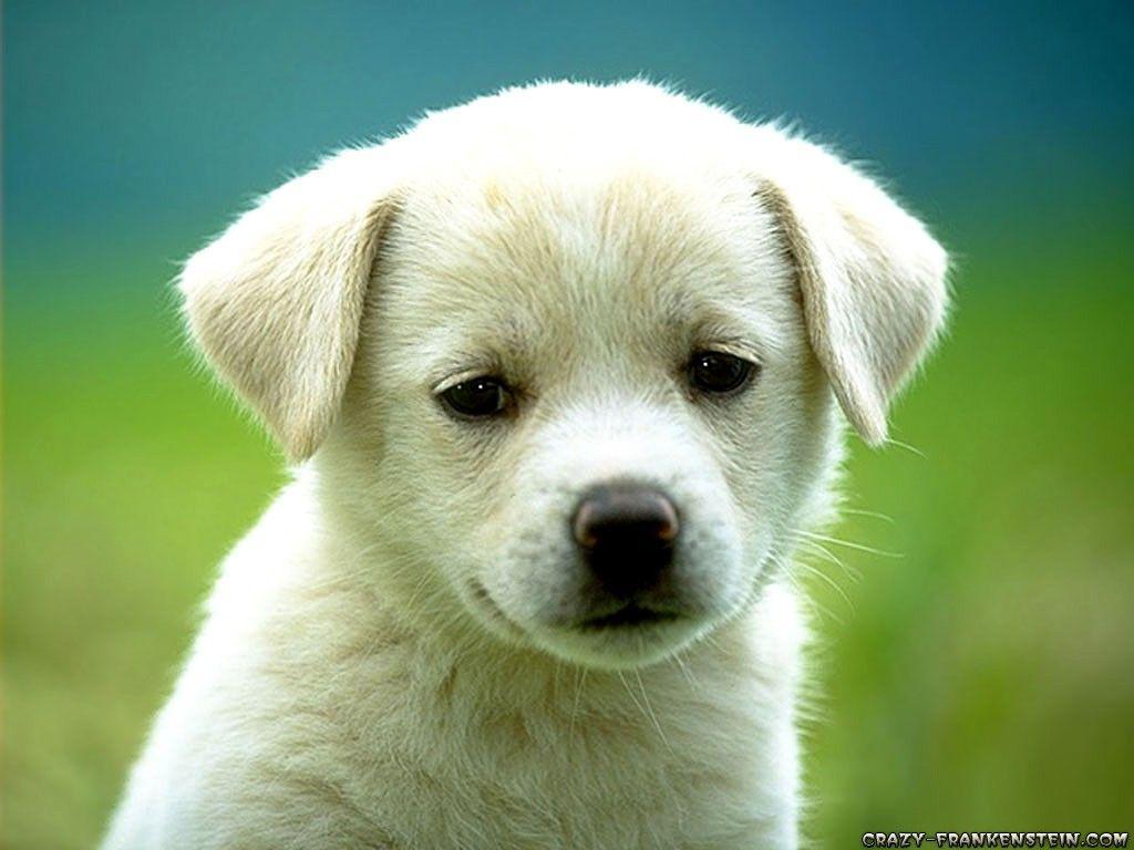 Cute Little Puppies Wallpapers