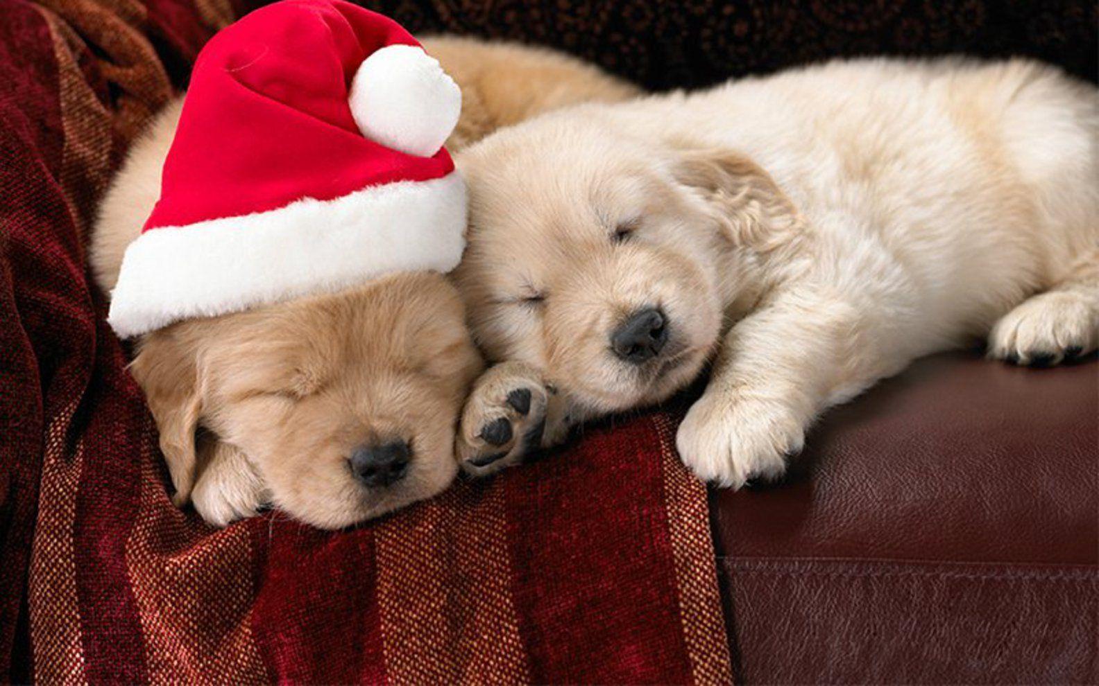 Cute Little Puppies Wallpapers