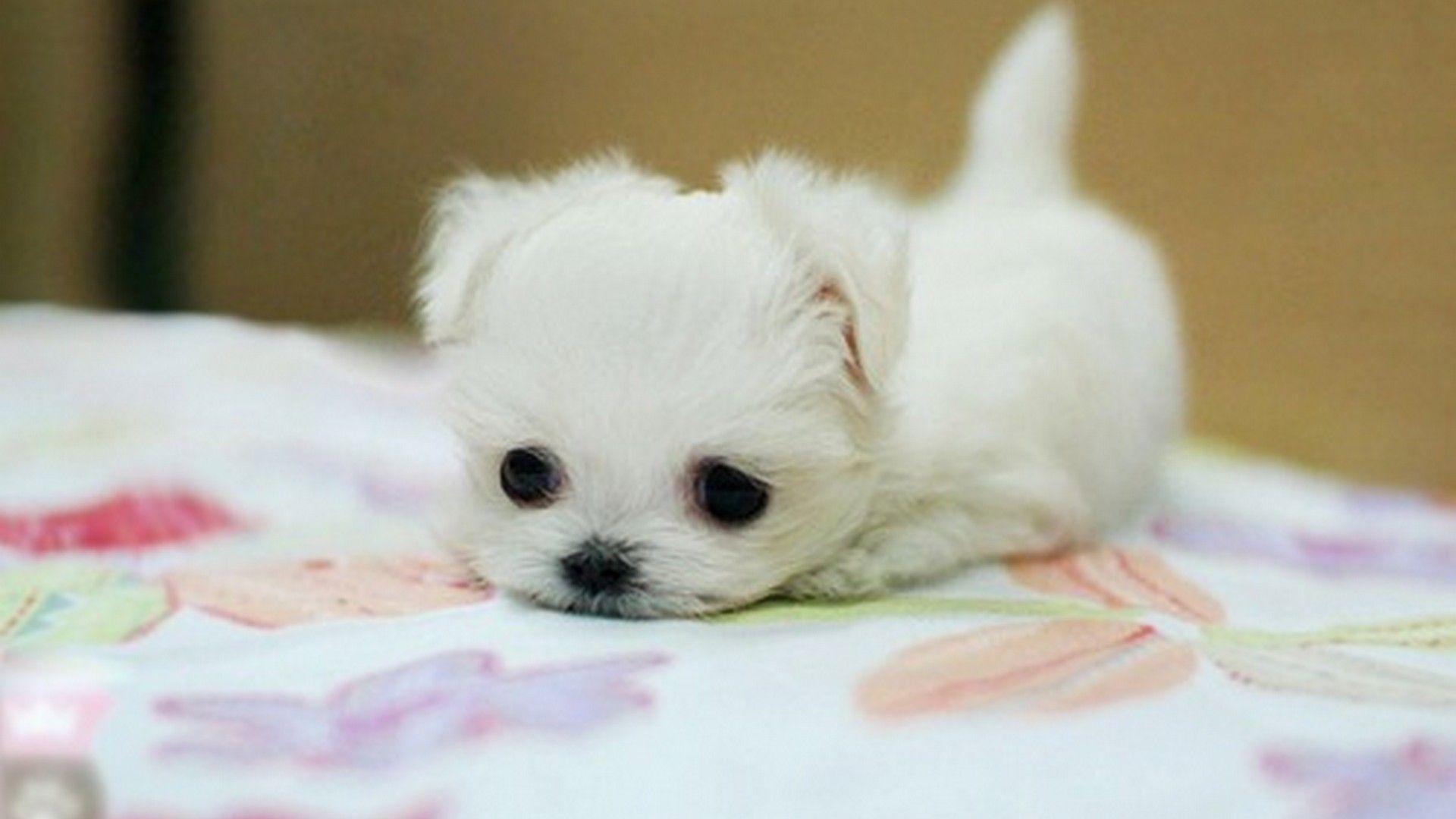 Cute Little Puppies Wallpapers