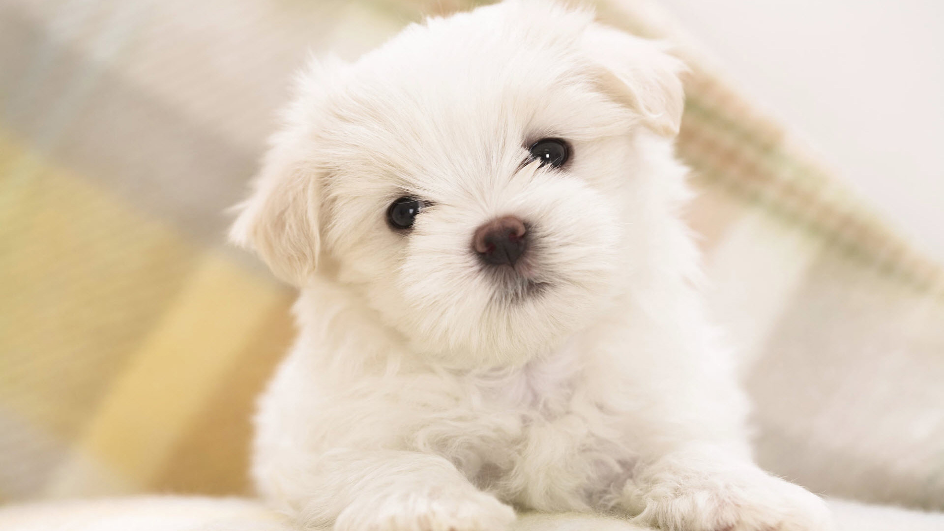 Cute Little Puppies Wallpapers