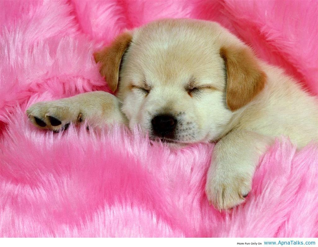 Cute Little Puppies Wallpapers