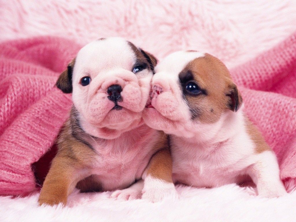 Cute Little Puppies Wallpapers