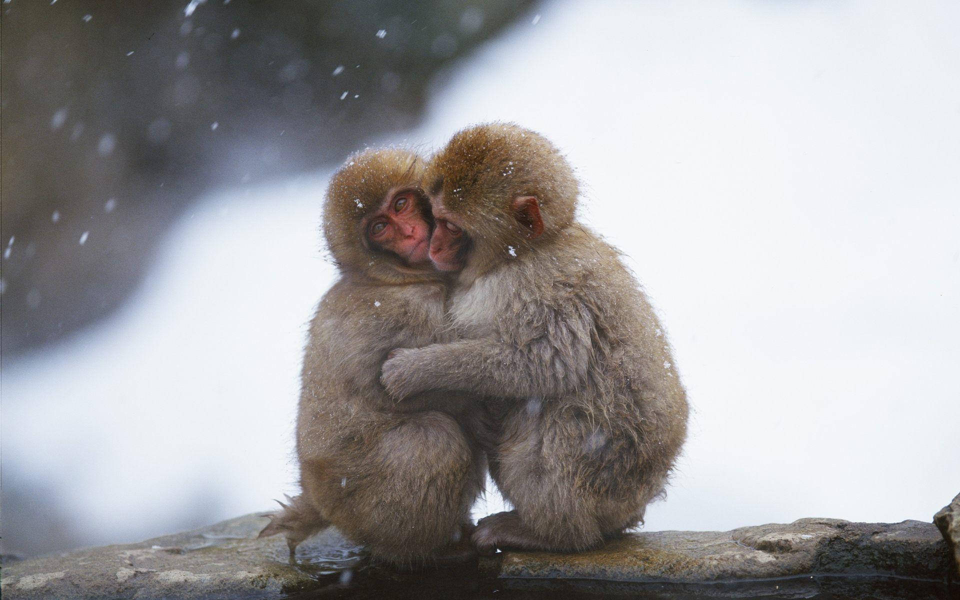 Cute Monkey Wallpapers