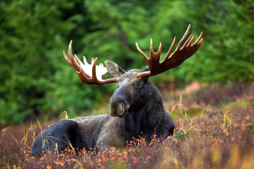 Cute MooseWallpapers