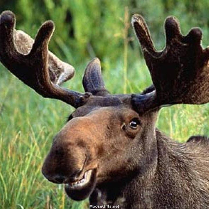 Cute MooseWallpapers