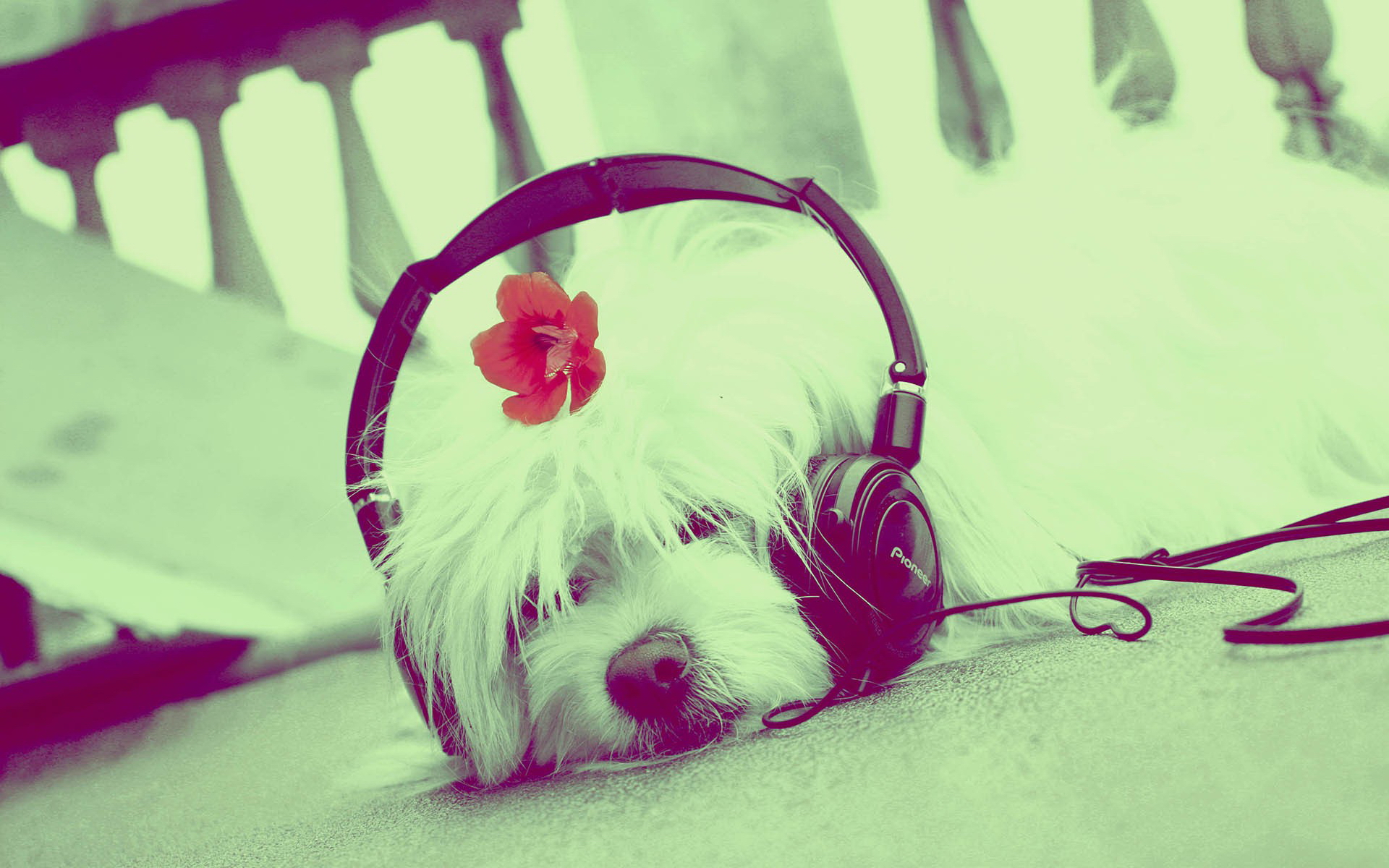 Cute Music Wallpapers