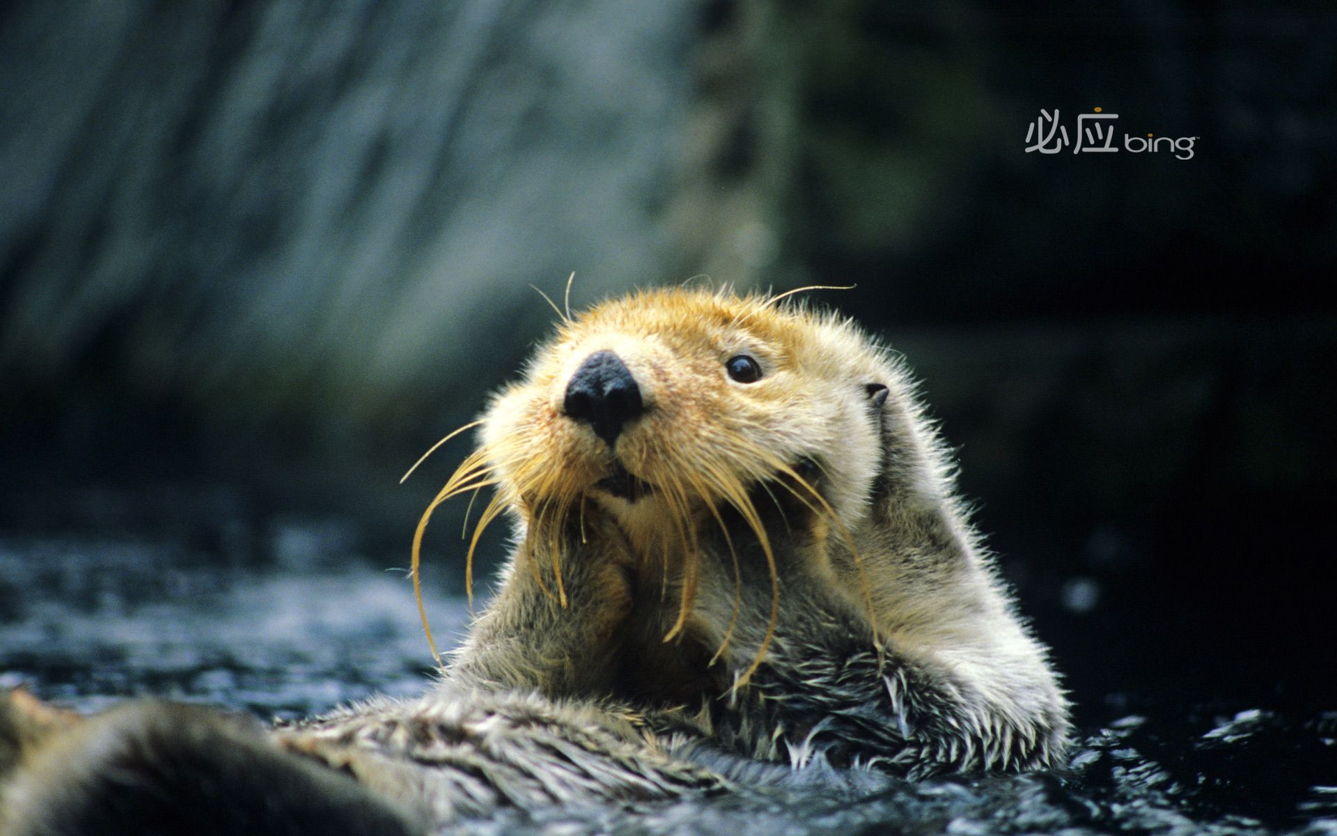 Cute OtterWallpapers