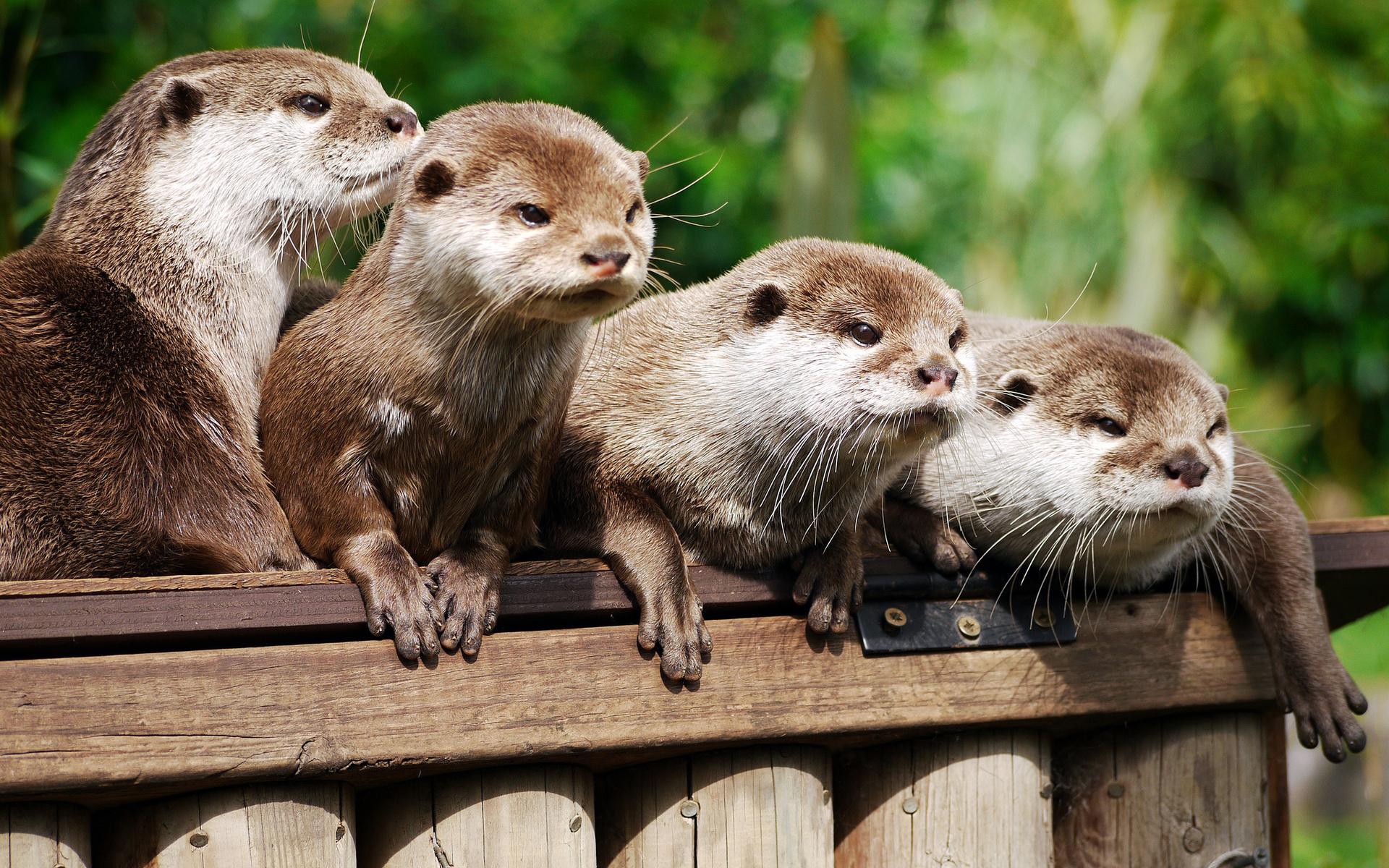 Cute Otters Wallpapers