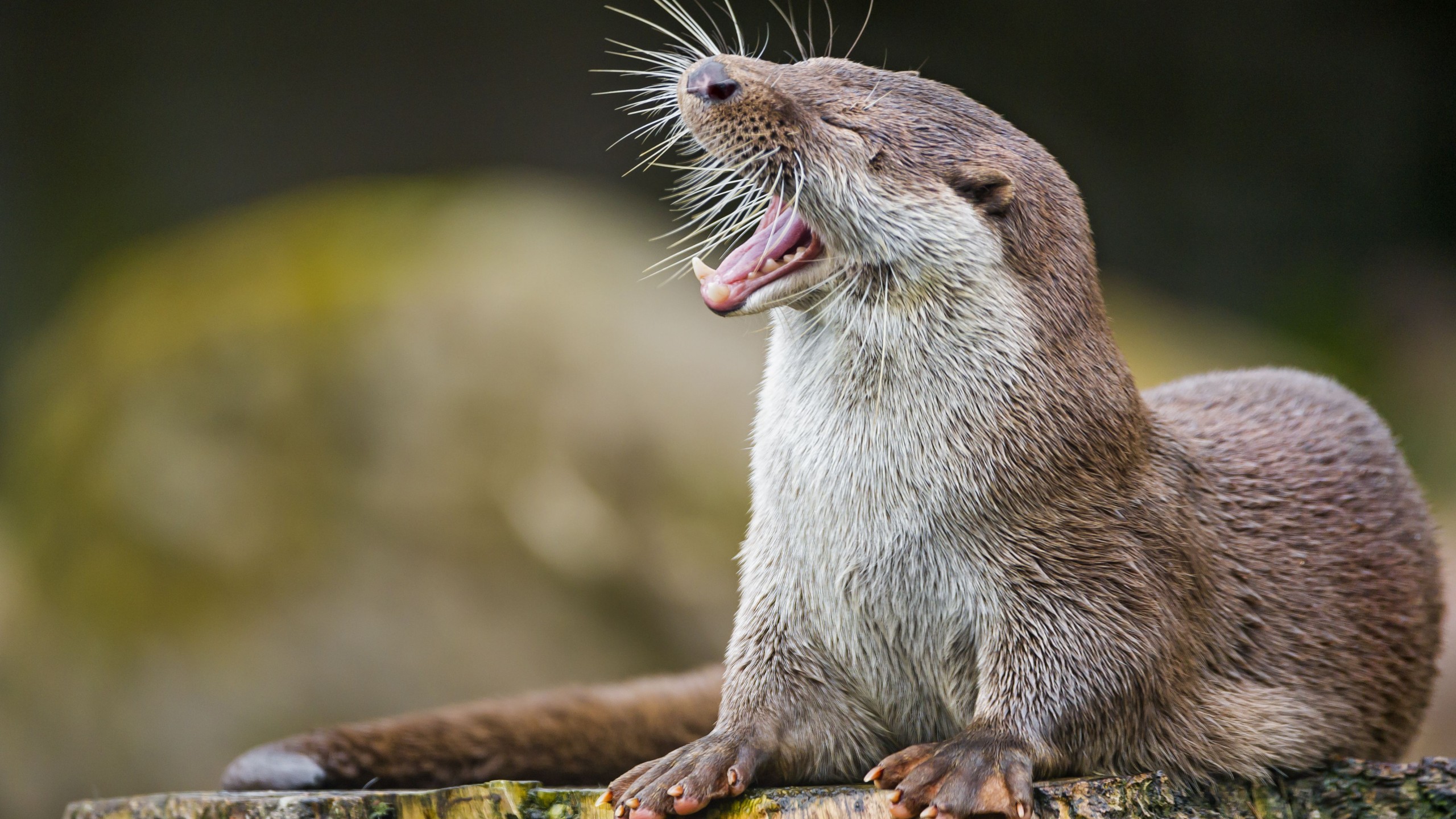 Cute Otters Wallpapers