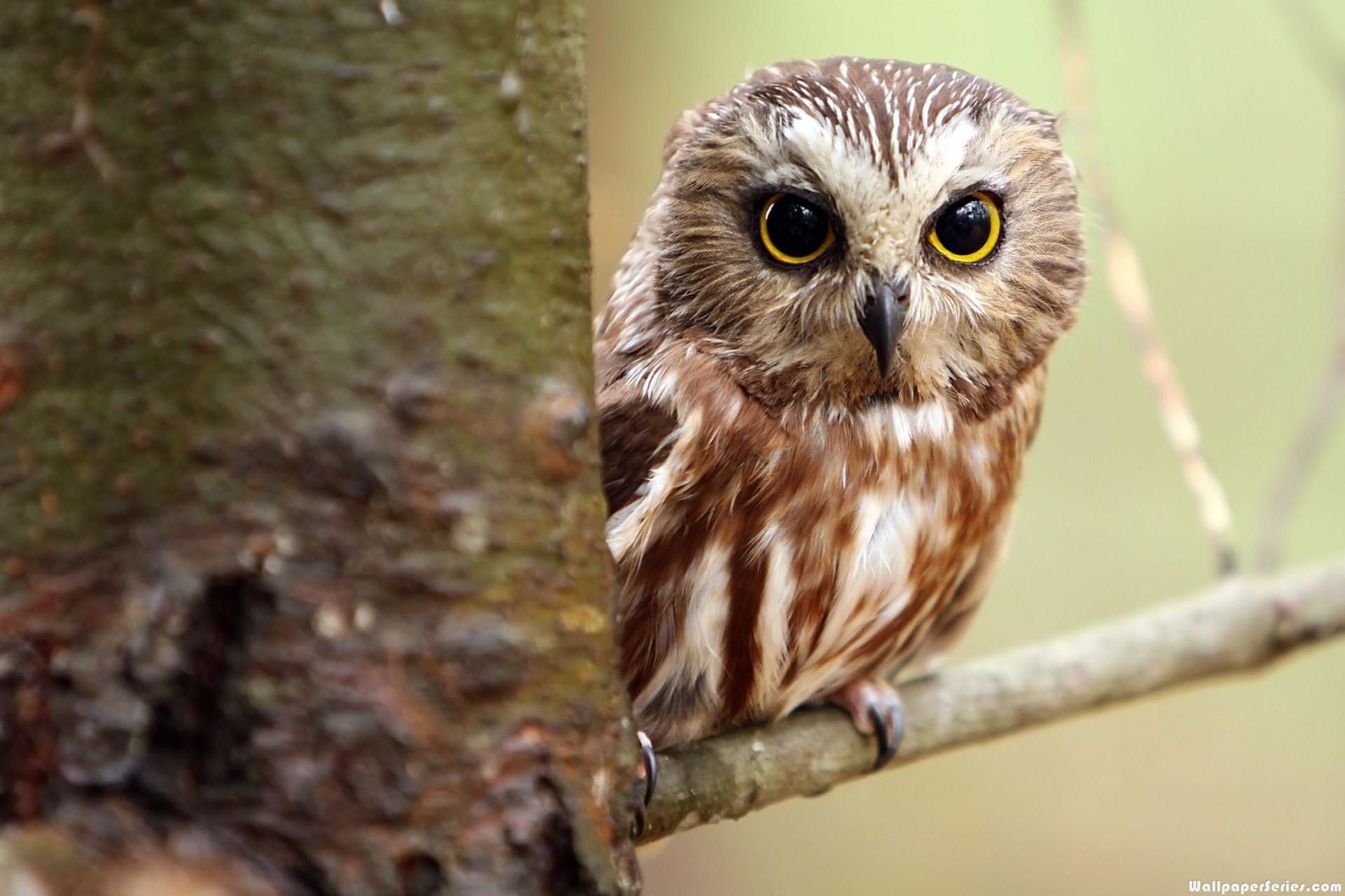 Cute Owl Wallpapers