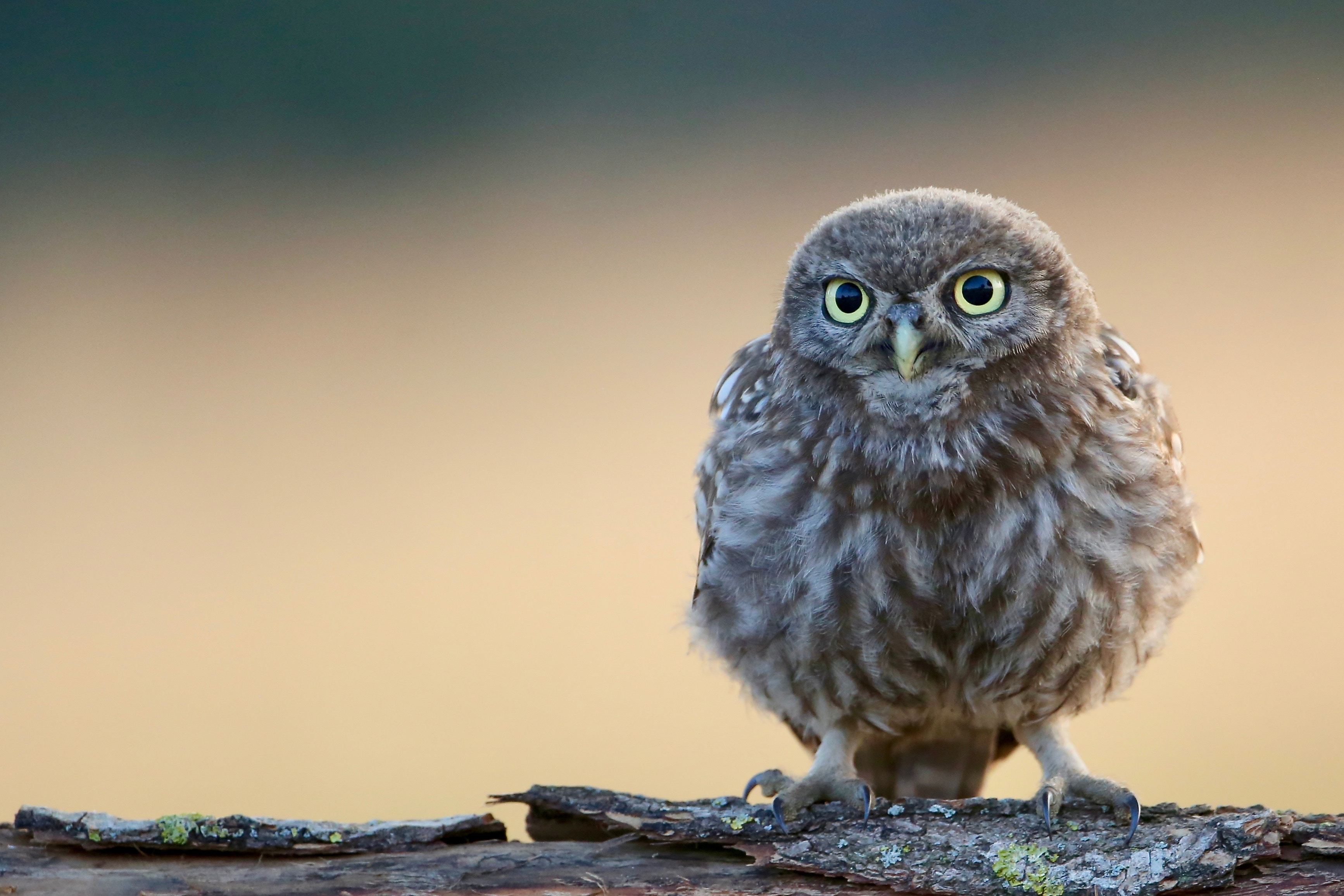 Cute Owl Wallpapers